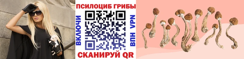 Галлюциногенные грибы Psilocybine cubensis  Купить где  Аткарск 
